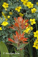 Scarlet Painbrush and Potentilla, Yankee Boy Basin, near Ouray, CO