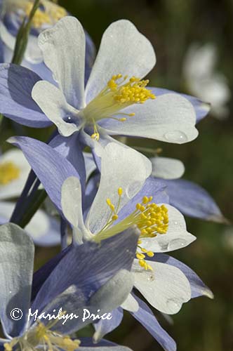 Colorado Columbine, Yankee Boy Basin, near Ouray, CO