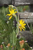 Orange Paintbrush and Mule's Ears, Last Dollar Road, near Ridgway, CO