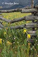 Orange Paintbrush and Mule's Ears, Last Dollar Road, near Ridgway, CO