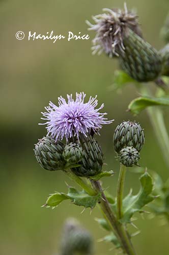 Canadian Thistle