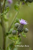 Canadian Thistle