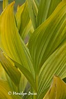 Cornhusk Lily leaves