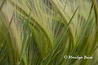 Foxtail Barley