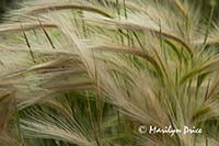 Foxtail Barley