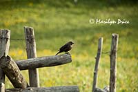 Bird on a fence, Last Dollar Road, near Ridgway, CO