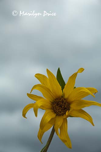 Mule's Ears