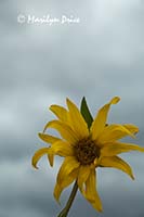 Mule's Ears