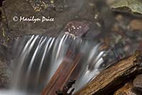 Cascades below Cascade Falls, Ouray, CO