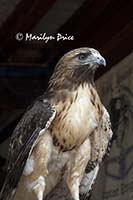 Red Tailed Hawk