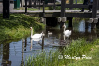 Family of swans, Zaanse Schaans, Netherlands