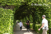 Tree tunnel, Muiderslot Castle, Netherlands