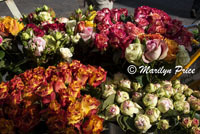 Roses for sale, Koblenz, Germany