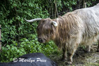 Scottish Highlander cow, Lucerne, Switzerland