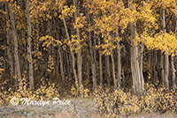 Autumn aspens, Crystal Lake, San Juan Mountains, CO