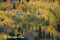 Autumn aspens, Crystal Lake, San Juan Mountains, CO