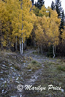 Autumn aspens line a trail, Crystal Lake, San Juan Mountains, CO