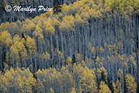 Autumn aspens, Crystal Lake, San Juan Mountains, CO