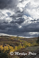 Storm clouds and autumn aspen, Dallas Divide, San Juan Mountains, CO