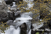 Waterfall, Uncompahgre River, near the entrance to Engineer Pass road, San Juan Mountains, CO