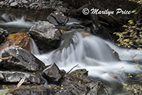 Waterfall, Uncompahgre River, near the entrance to Engineer Pass road, San Juan Mountains, CO