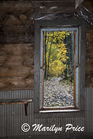 Autumn path through the aspens from the window of an abandoned building, Ironton Township, San Juan Mountains, CO