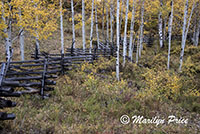 Autumn aspen and split rail fence, County Road 5, San Juan Mountains, CO