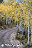 Road through the autumn aspen, County Road 5, San Juan Mountains, CO