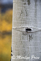 Aspen bole and color, County Road 5, San Juan Mountains, CO