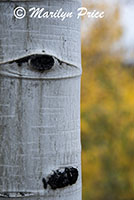 Aspen bole and color, County Road 5, San Juan Mountains, CO