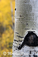 Aspen bole and color, County Road 5, San Juan Mountains, CO