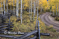 Road through the autumn aspen, with split rail fence, County Road 5, San Juan Mountains, CO