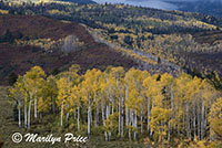 Autumn aspen, County Road 5, San Juan Mountains, CO