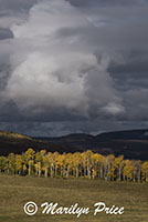 Storm clouds and autumn aspen, County Road 5, San Juan Mountains, CO