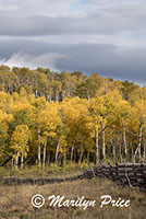 Autumn aspen and split rail fence, County Road 5, San Juan Mountains, CO