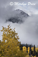 Autumn aspen with Mt. Sneffels peeking through the clouds, County Road 5, San Juan Mountains, CO