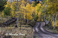 Road through the autumn aspen, with split rail fence, County Road 5, San Juan Mountains, CO