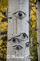 Aspen bole and color, County Road 5, San Juan Mountains, CO