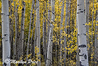 Autumn aspen, County Road 5, San Juan Mountains, CO