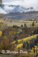 Autumn aspen with part of the Sneffels Range peeking through the clouds, County Road 5, San Juan Mountains, CO