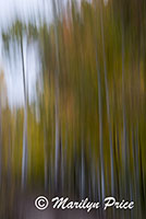 Autumn aspen (abstract), County Road 5, San Juan Mountains, CO