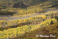 Autumn aspen, Owl Creek Pass, San Juan Mountains, CO