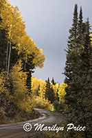 Road through the autumn aspen, Owl Creek Pass, San Juan Mountains, CO