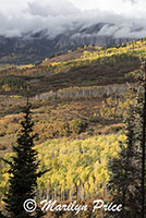 Autumn aspen, Owl Creek Pass, San Juan Mountains, CO