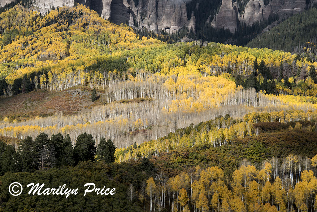 Autumn aspen, Owl Creek Pass, San Juan Mountains, CO