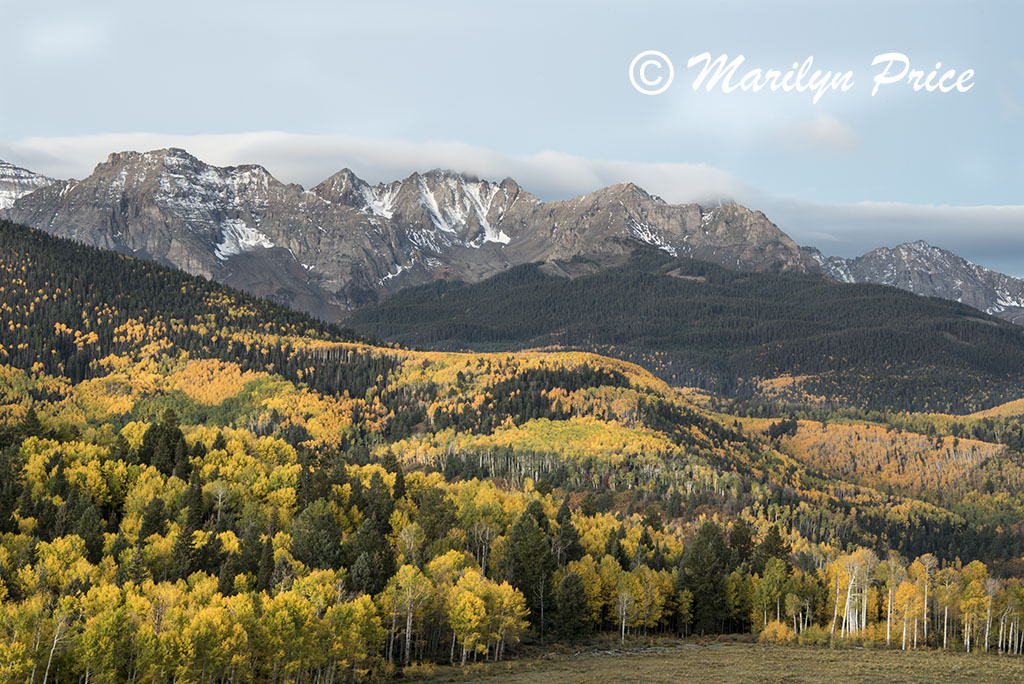 Autumn aspen and the Sneffels Range, County Road 5, San Juan Mountains