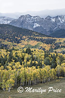 Autumn aspen and the Sneffels Range, County Road 5, San Juan Mountains