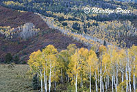 Autumn aspen, County Road 5, San Juan Mountains, CO