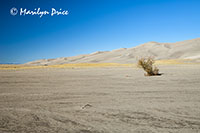 Lone tree against the dunes with San Juan Mountains in the distance, Great Sand Dunes National Park, CO