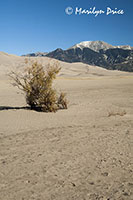 Lone tree, dunes and Sangre de Cristo Mountains, Great Sand Dunes National Park, CO